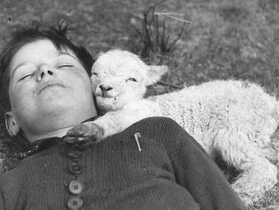 Hayatında Bir Kere Bile Olsa Kuzu Eti Yiyenleri Kahredecek Tatlışlıkta 39 Kuzu