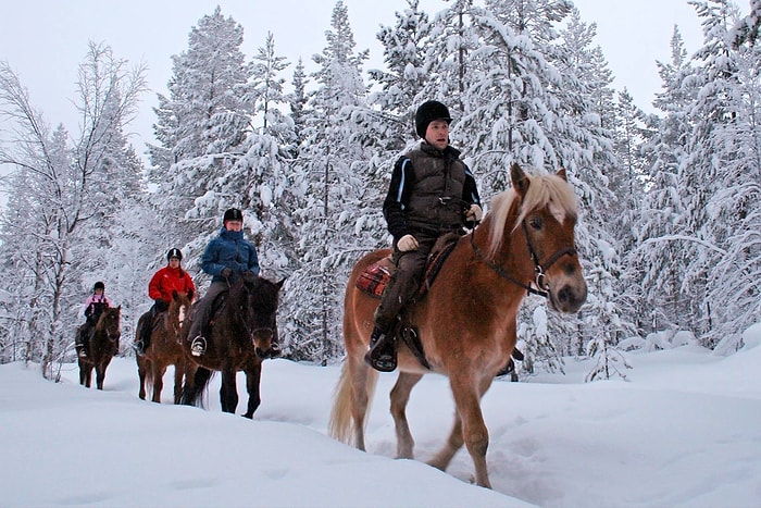 Finlandiya'da 77 Bin At 20 Bin Evi Isıtacak