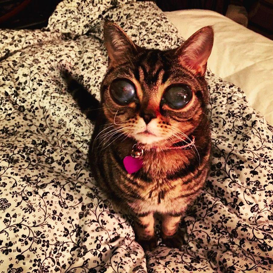 Instagramın Yeni Fenomeni Uzaylı Kedi Matilda ile Tanışın