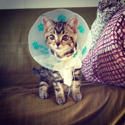 Instagramın Yeni Fenomeni Uzaylı Kedi Matilda ile Tanışın