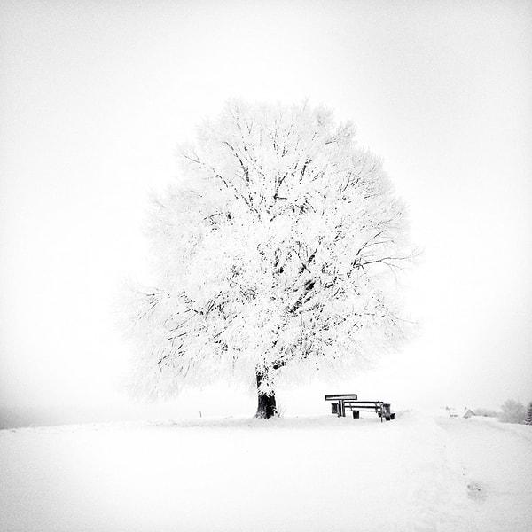 35. Ağaçlar #2 / Jana Bochet