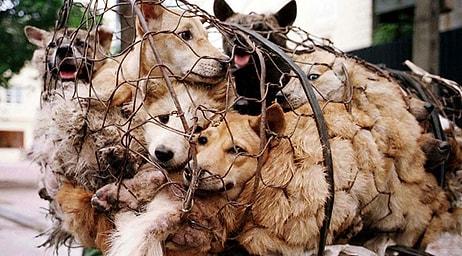Çin'de Festival Adı Altında Köpek Katliamı: Tepkiler Çığ Gibi Büyüyor