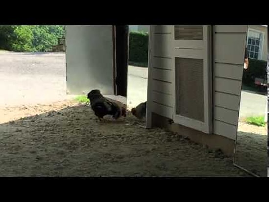 Horozun Ayna İle İmtihanı