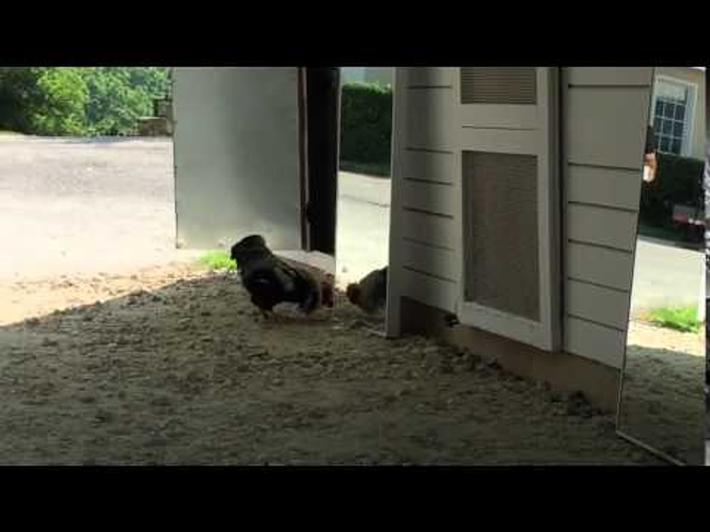 Horozun Ayna İle İmtihanı