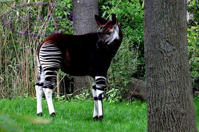 6. Zebra + Zürafa = Okapi