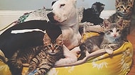 Yavru Kedileri Evlat Edinerek Ön Yargıları Altüst Eden Pitbull Bella ve Aşırı Sevimli Üvey Kedicikleri
