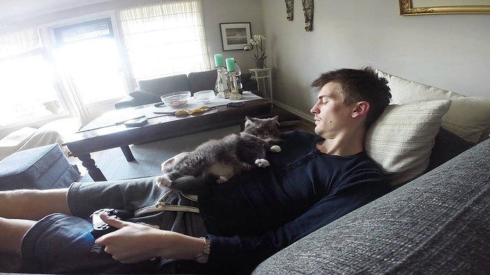 Sahibine Bir Türlü Rahat Vermeyip Sürekli İlgi Bekleyen Tontiş Kedi