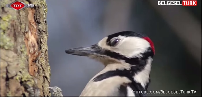 Doğanın Kendi İçinde Bulduğu Çözümlerden Modern Bilim Nasıl Faydalandı? | Doğanın Görkemi Belgeseli