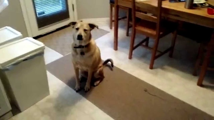 Mamasının Geldiğini Gören Köpeğin Heyecanı ve Yemeye Başlamadan Önceki Efendiliği