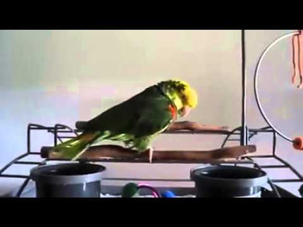 Bebek Gibi Ağlayan Papağan