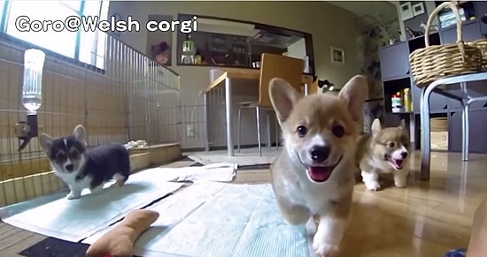 Peşinde Koştukları Kamerayı Yemeye Çalışan Yavru Köpeklerin İnanılmaz Tatlı Anları