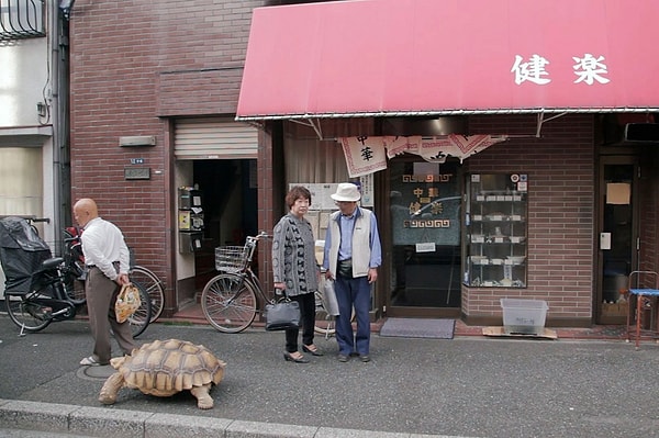 3. Ve kaplumbağasına Bon-chan adını verir.