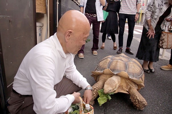 5. Bon-chan artık 75 santimetre boya ve 70 kilogram ağırlığa ulaşmıştır.