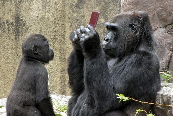 1. Şaşkın bir ziyaretçinin, düşürdüğü telefonu sanki 40 yıldır kullanıyormuş izlenimi veren bir goril.