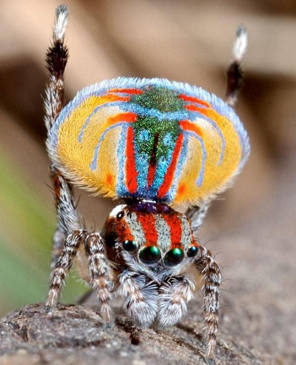 14. Renkleri ve duruşuyla göz kamaştıran bir 'Tavuskuşu' böceği.