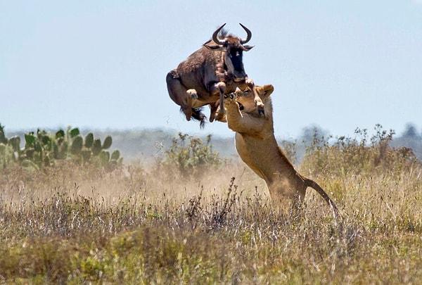 16. Yerden 1.82 santimetre yükselerek canını kurtarmayı başaran bir öküz başlı antilop.