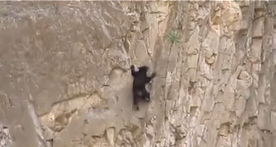 Büyük Bir Azimle Kaya Tırmanışı Yapan Ayılar