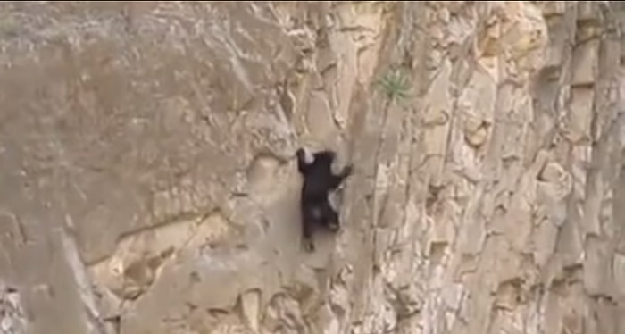 Büyük Bir Azimle Kaya Tırmanışı Yapan Ayılar
