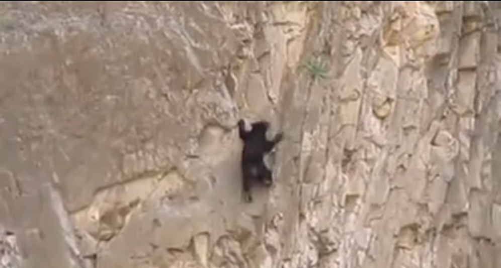 Büyük Bir Azimle Kaya Tırmanışı Yapan Ayılar