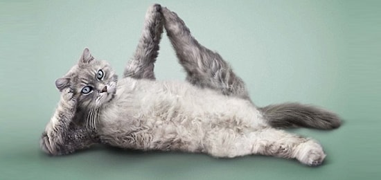 Yoga ve Fitness Yapan Birbirinden Sevimli 15 Hayvan