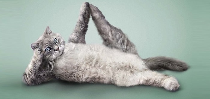 Yoga ve Fitness Yapan Birbirinden Sevimli 15 Hayvan