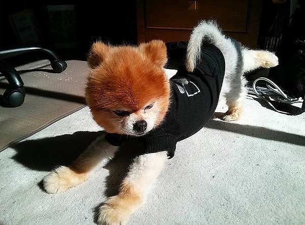 12. Bir kemik için çektiğimiz çileye bak