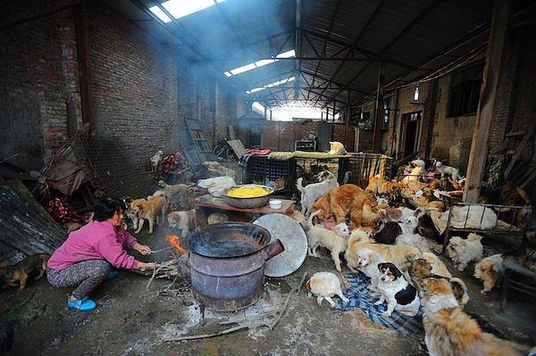 Yang Xiaoyun'un Tianjin'de bir hayvan barınağı var ve 1995 yılından beri kendini hayvanları kurtarmaya adamış.