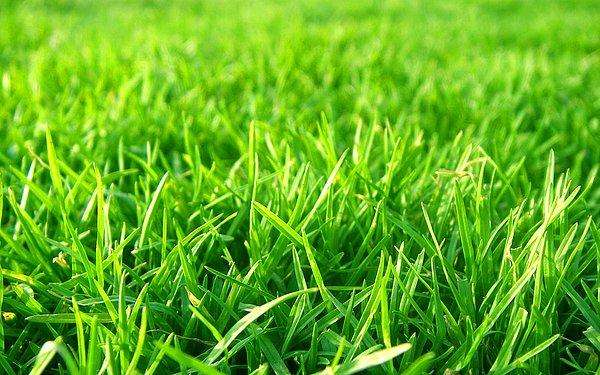 6. Yeni biçilmiş çim kokusu da çok güzel değil mi sizce, onun da böyle verdiği tuhaf bir huzur yok mu?