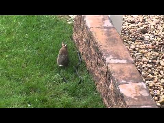Anne Tavşan Yavrusunu Yılandan Kurtardı