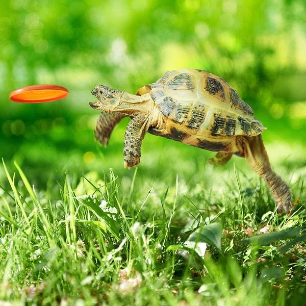 Buyrun, görüntüler gerçek olmasa da, bir anlığına minnoş kaplumbağaların yüksek hızda koşabildiğini düşünen kullanıcılar ne demiş bakalım!