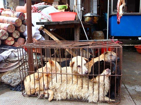 5. Çin'de ‘Köpek Eti Festivali’ Tepkilere Rağmen Başladı...