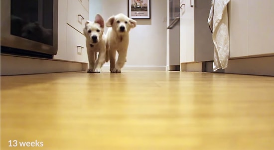 Yemek İçin Koşan Köpeklerin Time Lapse Olarak Büyümelerine Tanıklık Etmek