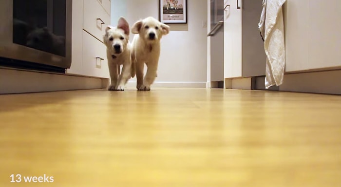 Yemek İçin Koşan Köpeklerin Time Lapse Olarak Büyümelerine Tanıklık Etmek