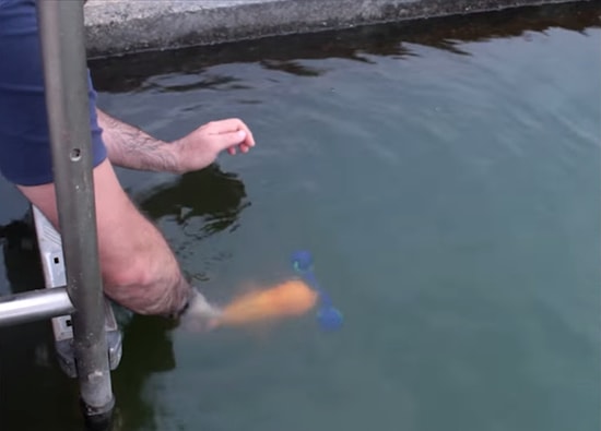 Köpek Gibi Atılan Cismi Yakalayıp Geri Getiren Balık