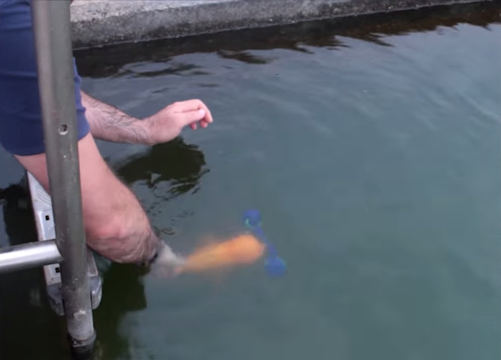 Köpek Gibi Atılan Cismi Yakalayıp Geri Getiren Balık