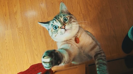 Hayvanların Sesleri Yerine Çocuk Sesleri Eklenirse