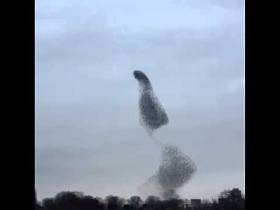 Kuşların Gökyüzündeki İnanılmaz Dansı