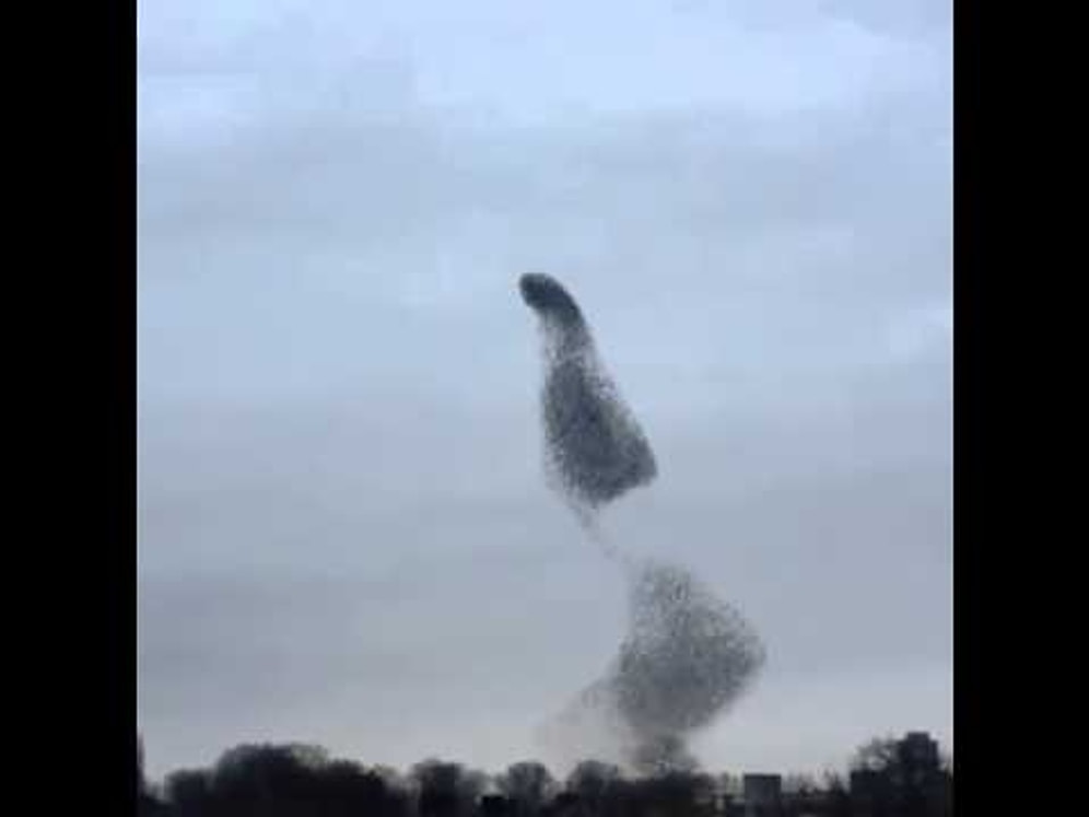 Kuşların Gökyüzündeki İnanılmaz Dansı