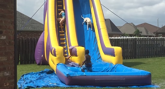 Çocuklarla Birlikte Su Kaydırağından Kayan Köpeğin Mutlu Anları