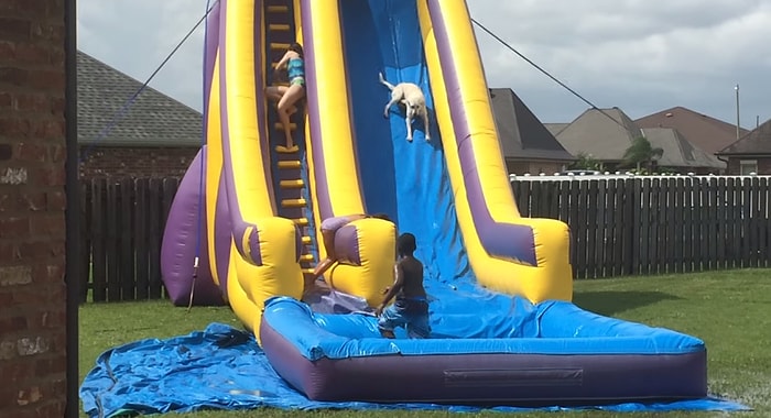 Çocuklarla Birlikte Su Kaydırağından Kayan Köpeğin Mutlu Anları