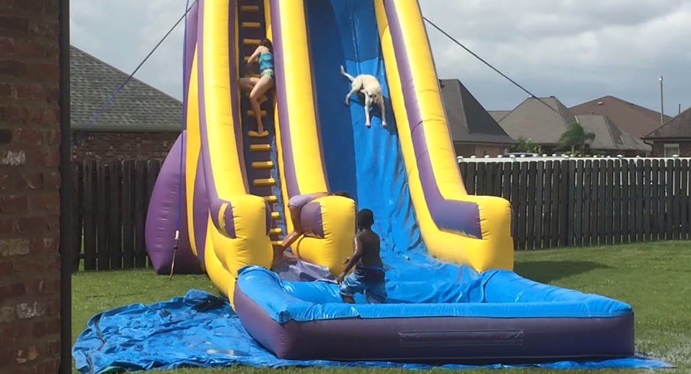 Çocuklarla Birlikte Su Kaydırağından Kayan Köpeğin Mutlu Anları