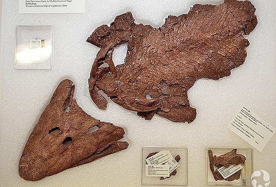 Kanada'da 375 Milyon Yıllık Balık Fosili Sergileniyor