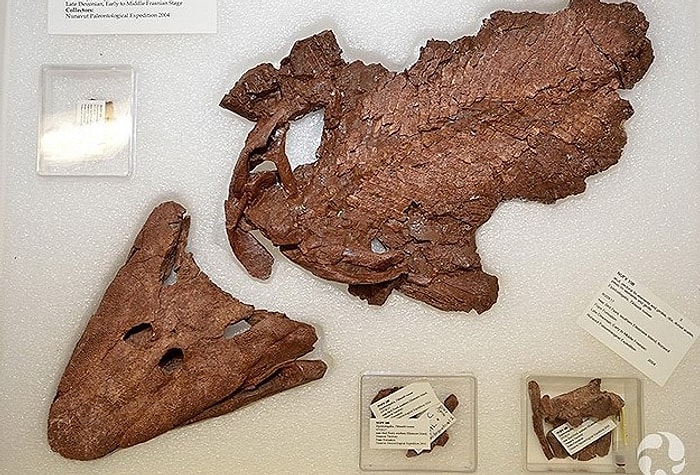 Kanada'da 375 Milyon Yıllık Balık Fosili Sergileniyor