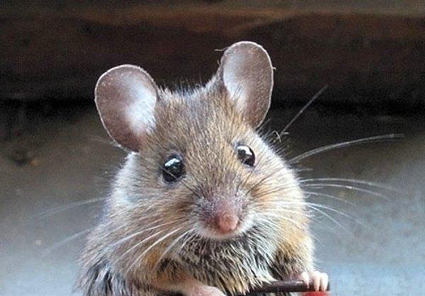 3. Çok aç kalan fareler kendi kendilerini yer.