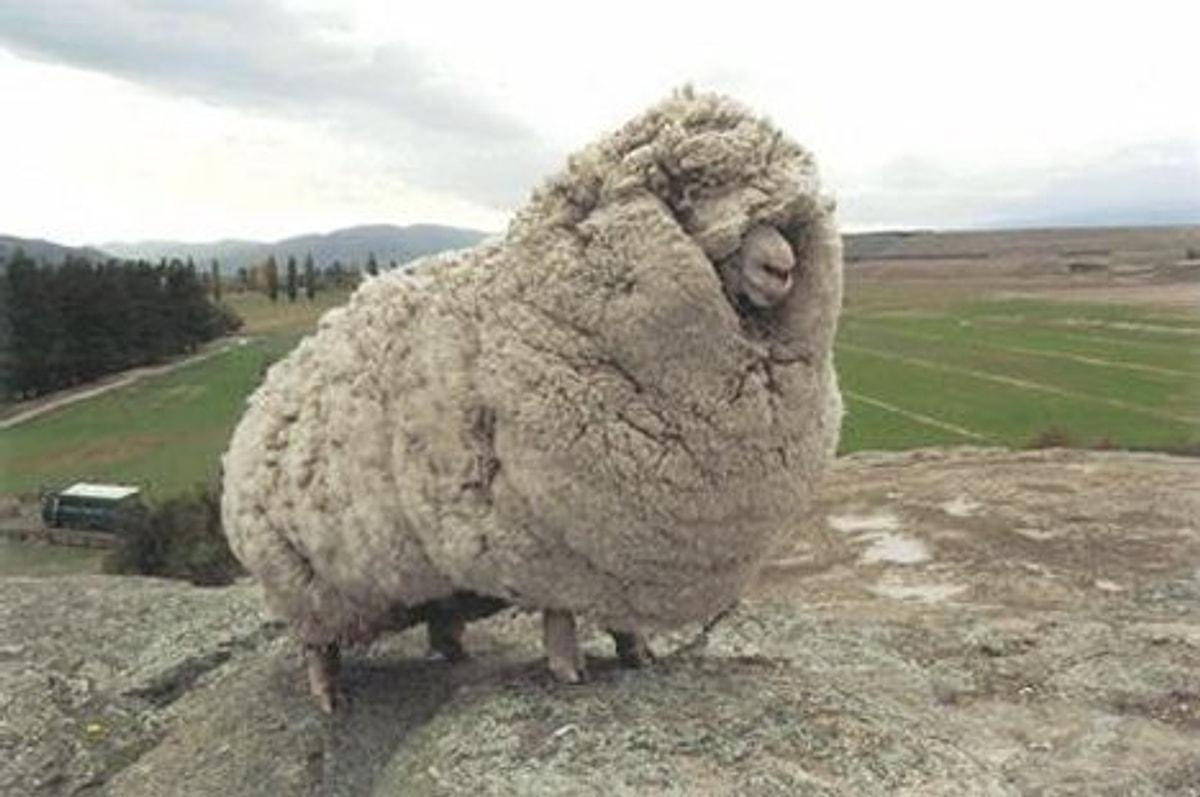 Баран меринос Шрек. Баран 27 кг шерсти. Самая лохматая овца. Нестриженные овцы.