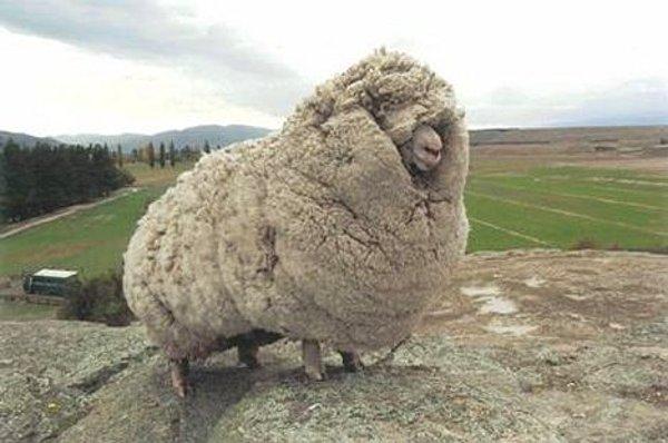5. Eğer bir koyunun yünü kırkılmazsa, ağırlaşan yün koyunun devrilerek açılıktan ölmesine sebep olur.