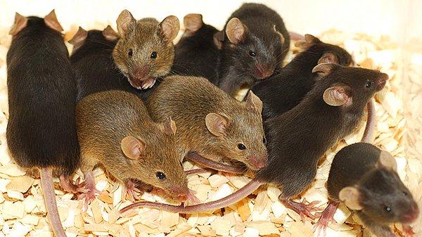 12. Fareler diğer farelerin üzgün olup olmadığını hissedebilir ve bu onların da üzülmesine sebep olur.