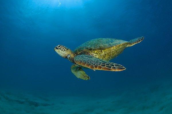 15. Peki ya deniz kaplumbağalarına ne demeli? Bir deniz kaplumbağası asla annesiyle karşılaşmaz.