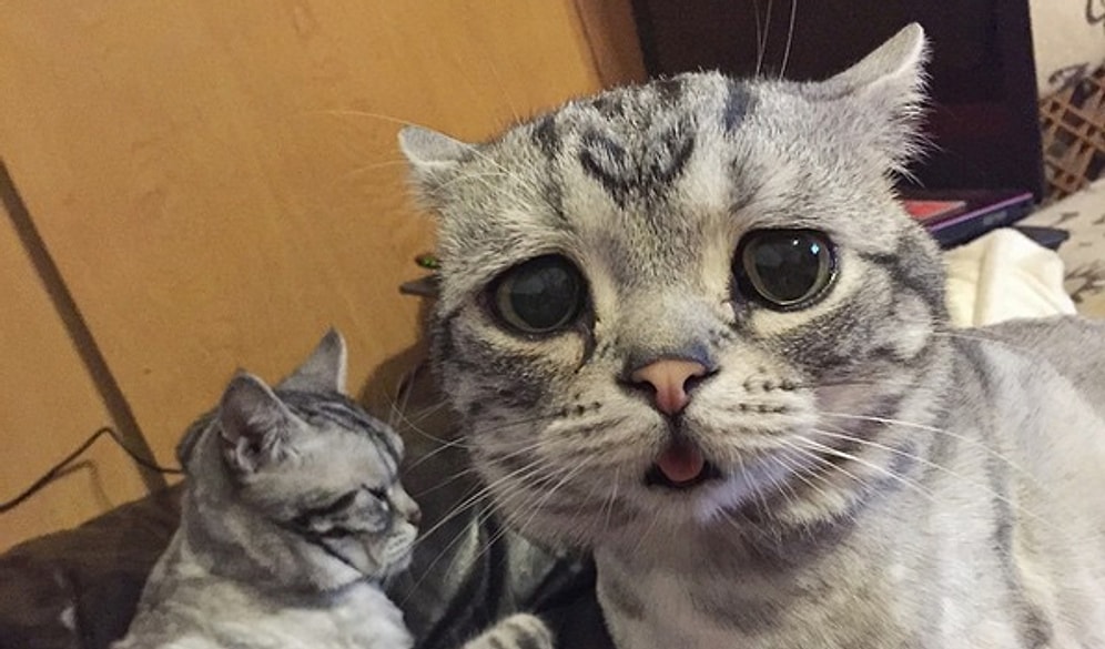 İnternetin En Mutsuz Kedisi Luhu'nun Gerçekten Mutsuz Olduğunun 21 Kanıtı