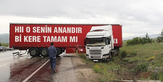 Kocaman Cüsselerine Aldırmadan İnsan Gibi Davranan 16 Büyükbaş Araç